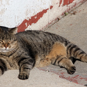 Уличная бруклинская кошка.